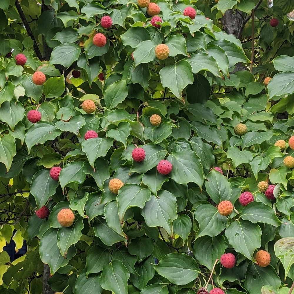 Meet your Posher, Logan